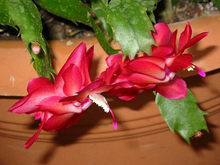 Bright Red Internal Flowers