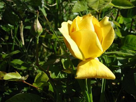 Bright Yellow Rose