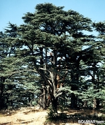 Cedars