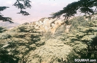 Cedars