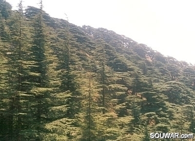 Cedars