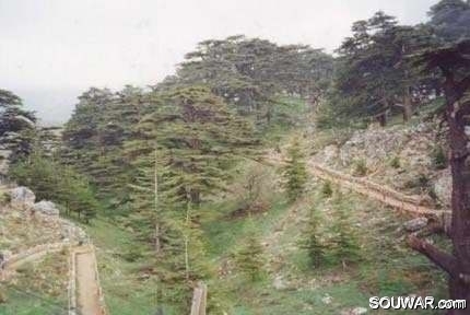 Cedars