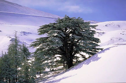 Cedars