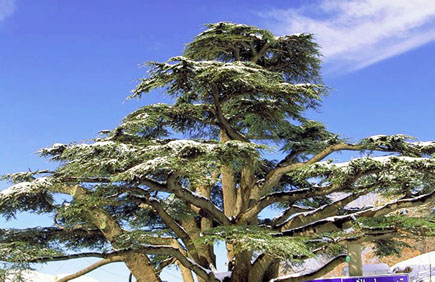 Cedars