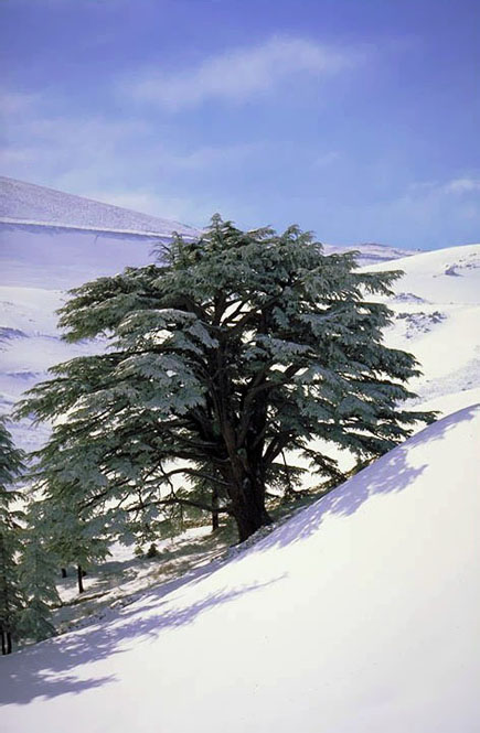 Cedars