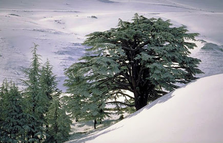 Cedars