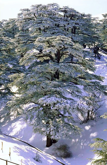 Cedars