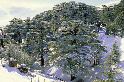 Cedars