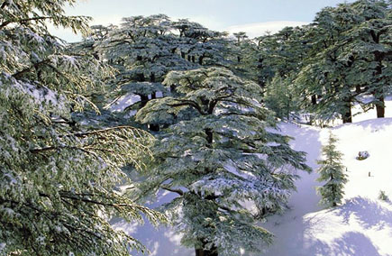 Cedars