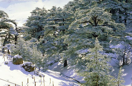 Cedars