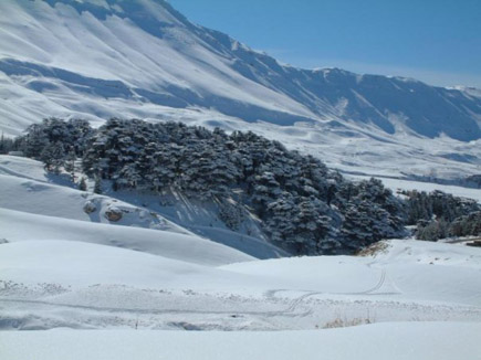 Cedars Covered in Snow