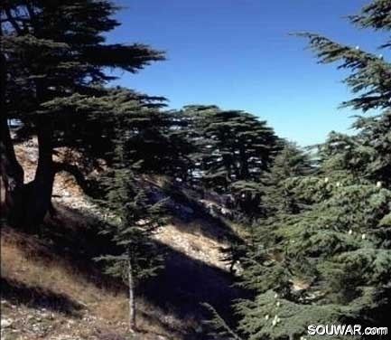 Cedars