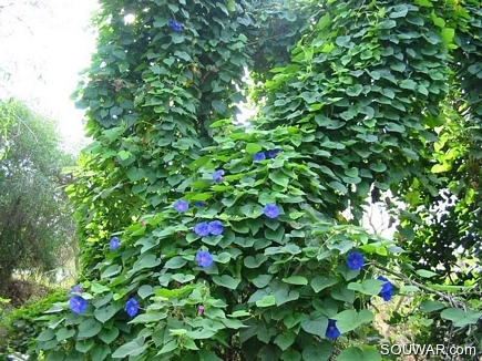 Convolvulus Bicolor