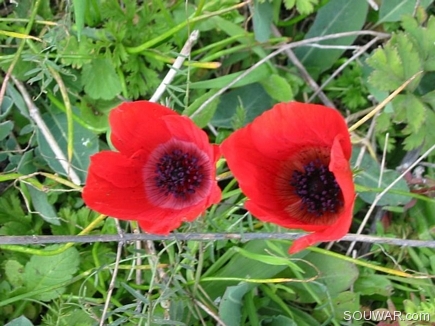 Coquelicots in duo