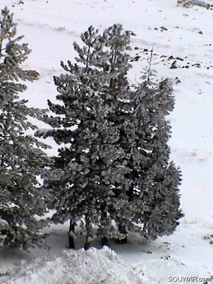 Cedars