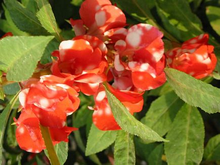 Ear Rings Flowers