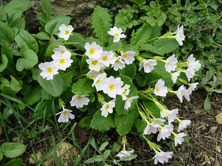 Flowers in El Kamoua National Park In Spring , Akkar