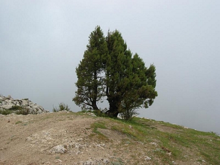 Solo in El Kamoua National Park In Spring , Akkar