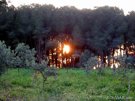 Explosive Sunset Behind The Pin Forest , Aadbel
