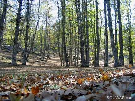 Filled With Dead Leaves , The Iron Oak Forest