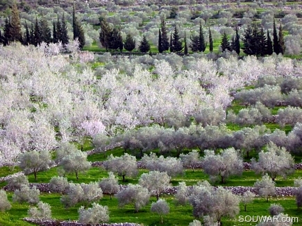 Flowering Almond Field , Bayno