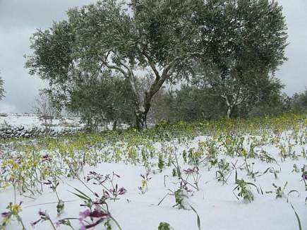 Flowers and Snow