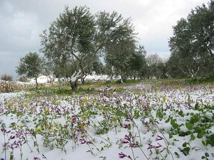 Flowers and Snow