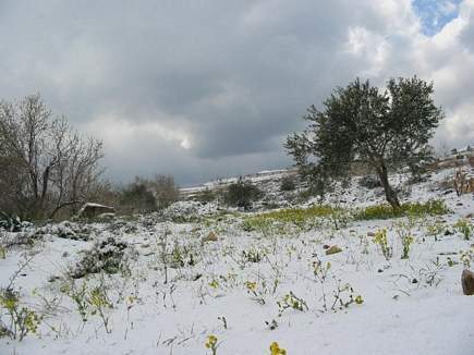 Flowers and Snow