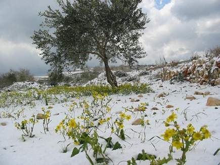 Flowers and Snow