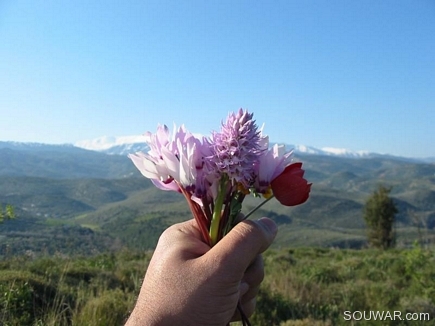 From Me To U , Gebrayel Pin Forests Wild Flowers