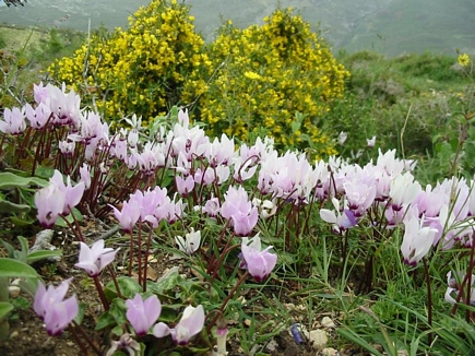 Full Of Cyclamen