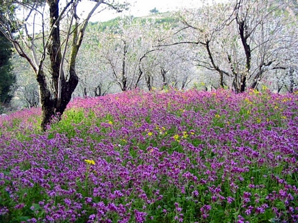 Full Of Flowers , The Heaven Of Bayno