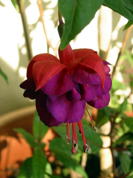 Fuschia Hybr Jack French