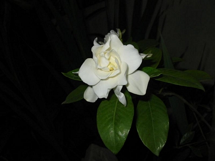 Gardenia In The Darkness, Flowers Of Aadbel, Akkar