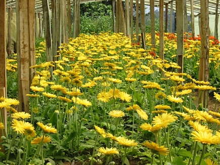 Gerbera Field