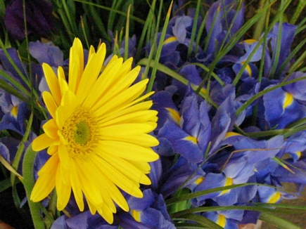 Gerbera & Iris, Flowers Of Aadbel, Akkar