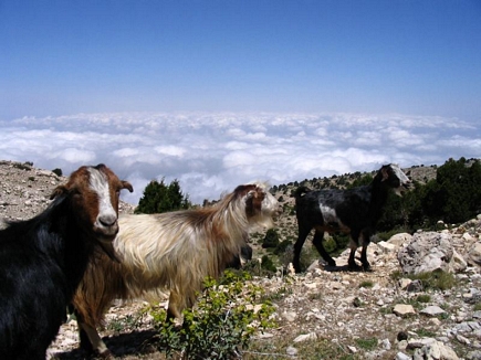 Goats Above The Clouds, Kamoua National Park