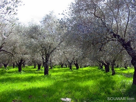 Green Field , Bayno