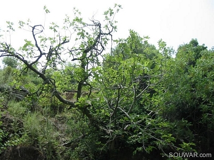 Green Trees , Bazbina Reserve