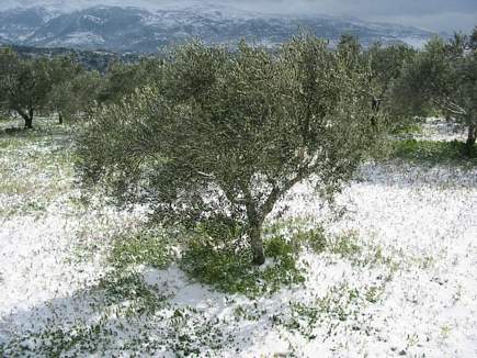 Flowers and Snow