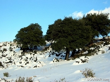 Green & Snow On The Way To The reserve Entry