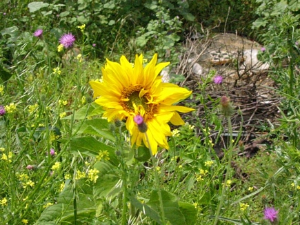 Helianthus Decapetalus Capenock Sta, Flowers Of Aadbel, Akkar