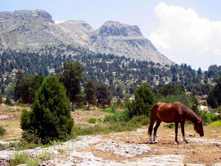 Horse In Face Of The Kamoua Pyramid