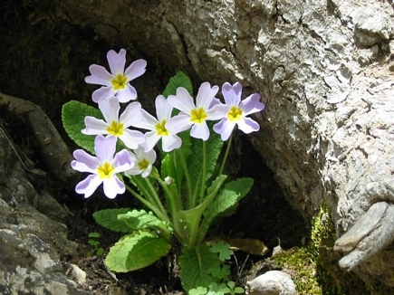 Wild Flowers - Spring 2005