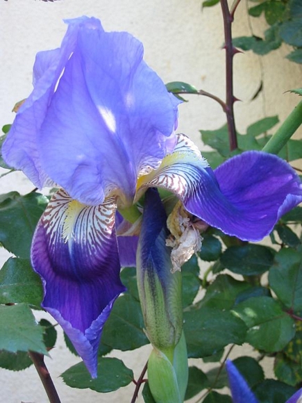 Iris Germanica