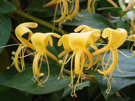 Jasmin In Quatro