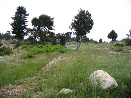 Kamoua National Park, The Biggest Forest In The Middle East