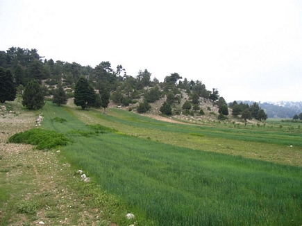 Kamoua National Park, The Biggest Forest In The Middle East - Kamoua Plains