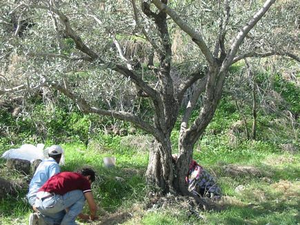 Kitaf Al Zaytoun , Aadbel