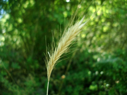 Koura Caza in North Lebanon